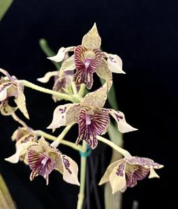 Dendrobium Aussie's Demon