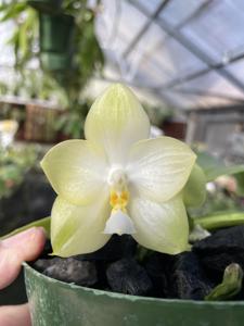 Phalaenopsis Chang Maw Jade