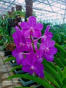 Vanda Pakchong Smile