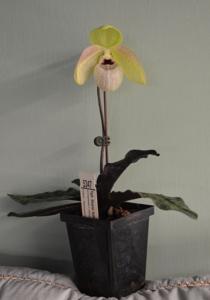 Paphiopedilum Wössner Butterfly