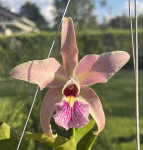 <i>Laeliocattleya</i> Jean Stevenson