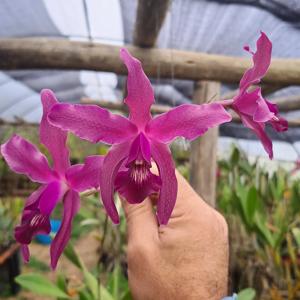 Laelia Splendid Spire