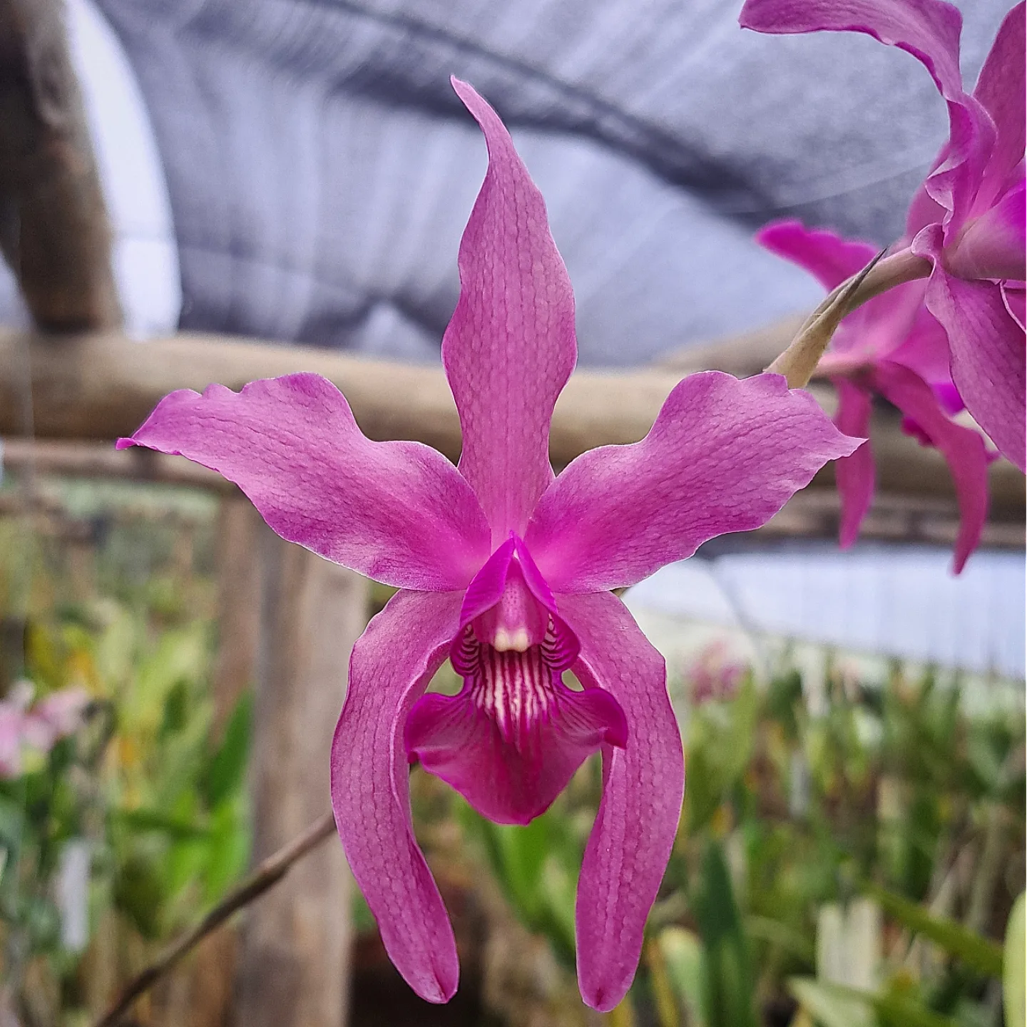 Laelia Splendid Spire