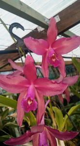 Laelia Splendid Spire