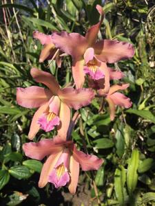 Laelia Splendid Spire