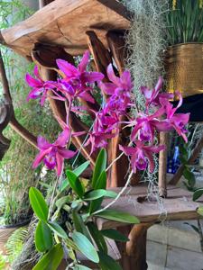 Laelia Splendid Spire