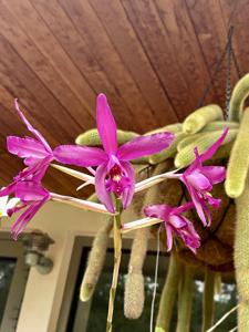 Laelia Splendid Spire