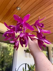 Laelia Splendid Spire