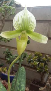 Paphiopedilum Hsinying Citron