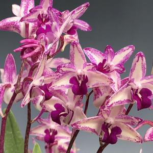 Dendrobium King Zip