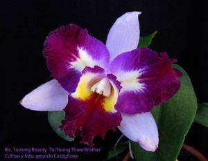 Rhyncholaeliocattleya Tsutung Beauty