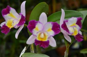 Rhyncholaeliocattleya Tsutung Beauty