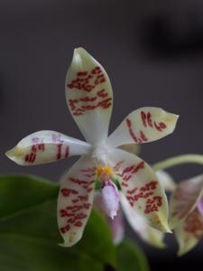 Phalaenopsis Sumaspice