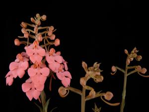 Habenaria Kakoeri