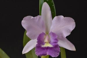 Cattlianthe Final Blue