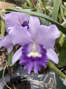 Cattlianthe Final Blue