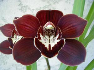 Cymbidium Black Panther