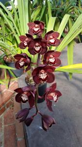 Cymbidium Black Panther