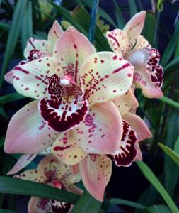 Cymbidium Everett Stockstill