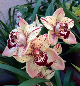 Cymbidium Everett Stockstill