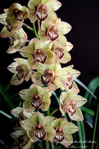 Cymbidium Everett Stockstill