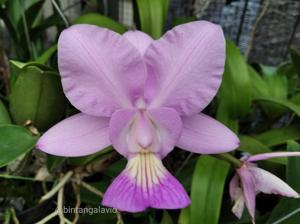 Cattleya Brazilian Jewel