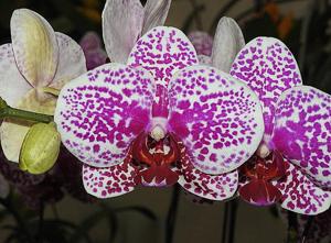 Phalaenopsis I-Hsin Sun Beauty