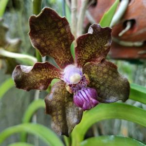 Vanda Kultana Fragrance