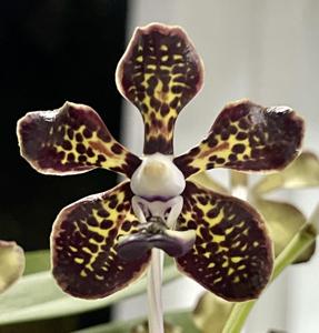 Vanda Kultana Fragrance