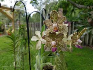 Vanda Kultana Fragrance