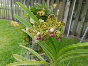 Vanda Kultana Fragrance