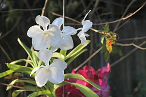 Vanda Kultana White