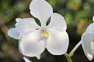 Vanda Kultana White