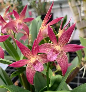 Dendrobium Mekong