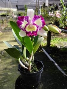 Cattleya Kat Green Cherry