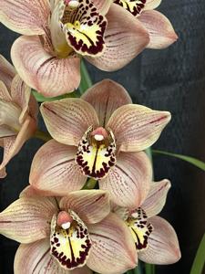 Cymbidium Luna Rossa