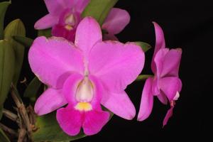 Cattleya Carmela's Tropical Beauty