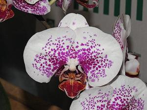 Phalaenopsis Acker's Sweetie