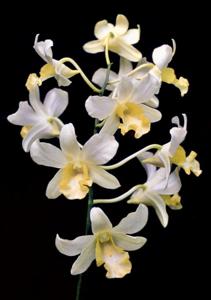 Dendrobium Nerine Chew