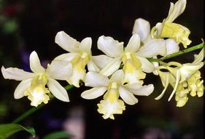 Dendrobium Nerine Chew