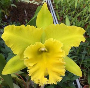 Rhyncholaeliocattleya Kat Green Power