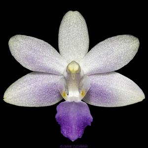 Phalaenopsis Summer Rose