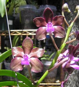 Vanda Blue Tahourdin