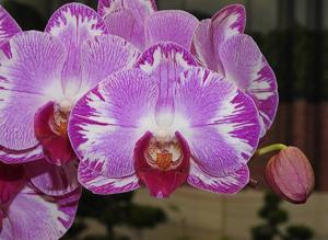 Phalaenopsis Ruey Lih Beauty