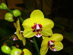 Phalaenopsis Yu Pin Natsume