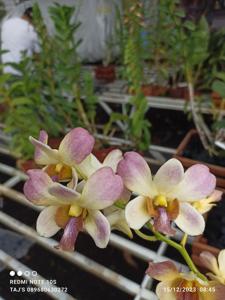 Dendrobium Massimo Ercolani