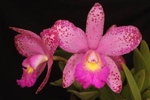 Cattleya Orchidom Leopard