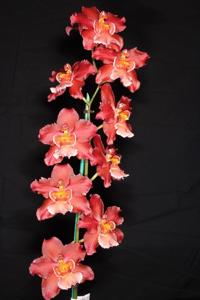 Oncidium Dianne Feinstein