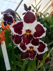 Oncidium Doctor Tom