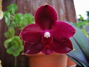 Phalaenopsis Haur Jih Fancy